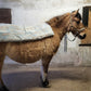 Pony-Heidi mit Waermekissen-Dinkelspelzkissen auf dem Rücken